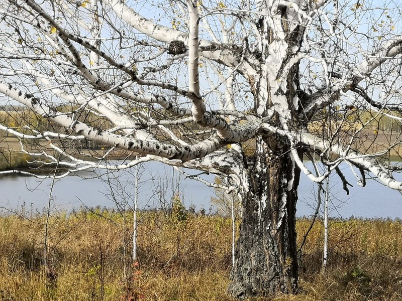 European White Birch photo 7