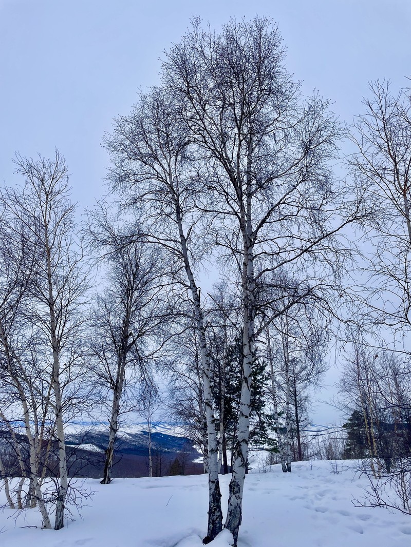 Resin Birch photo 3