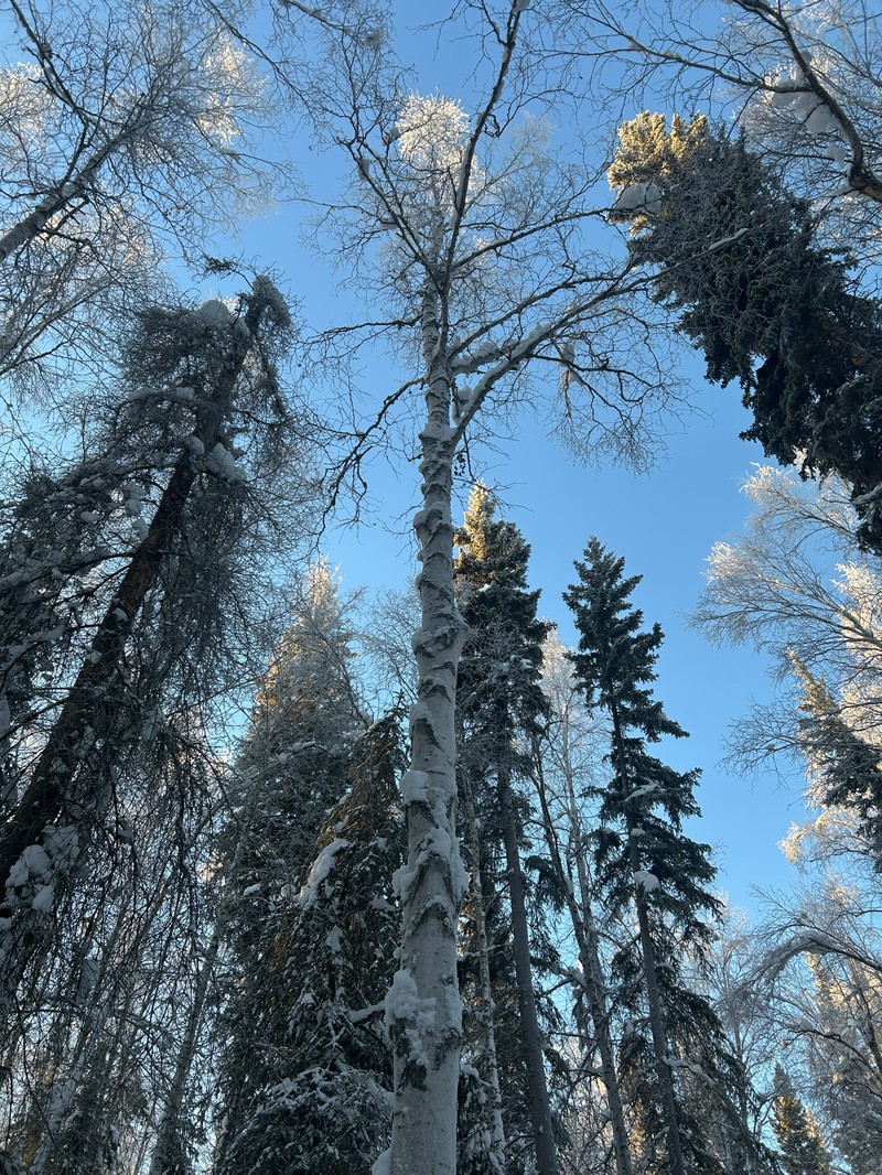 Resin Birch photo 5
