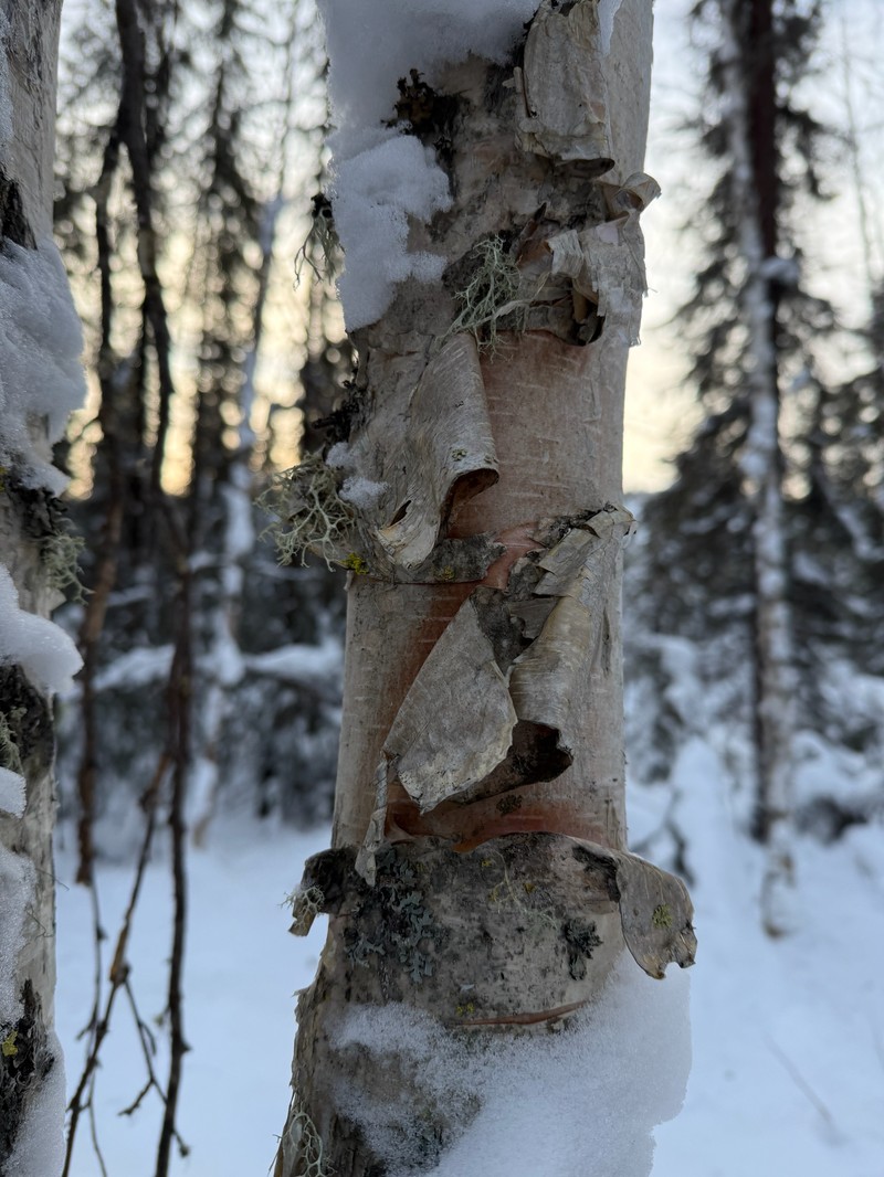 Resin Birch photo 6