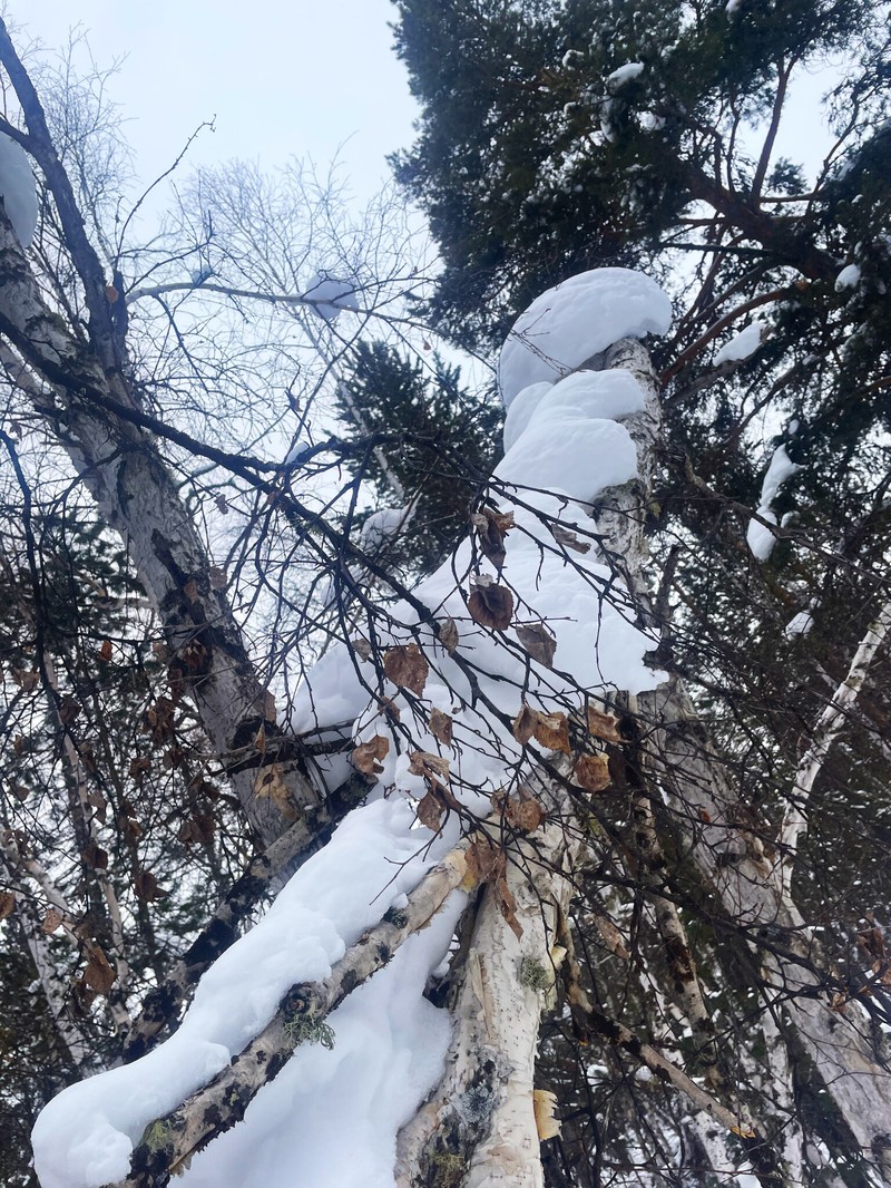 Asian White Birch