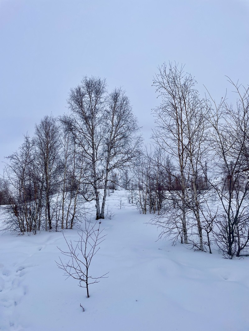 Asian White Birch photo 2