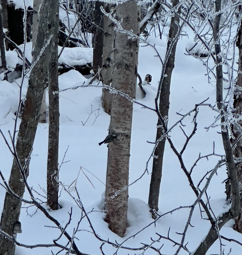 Asian White Birch photo 4