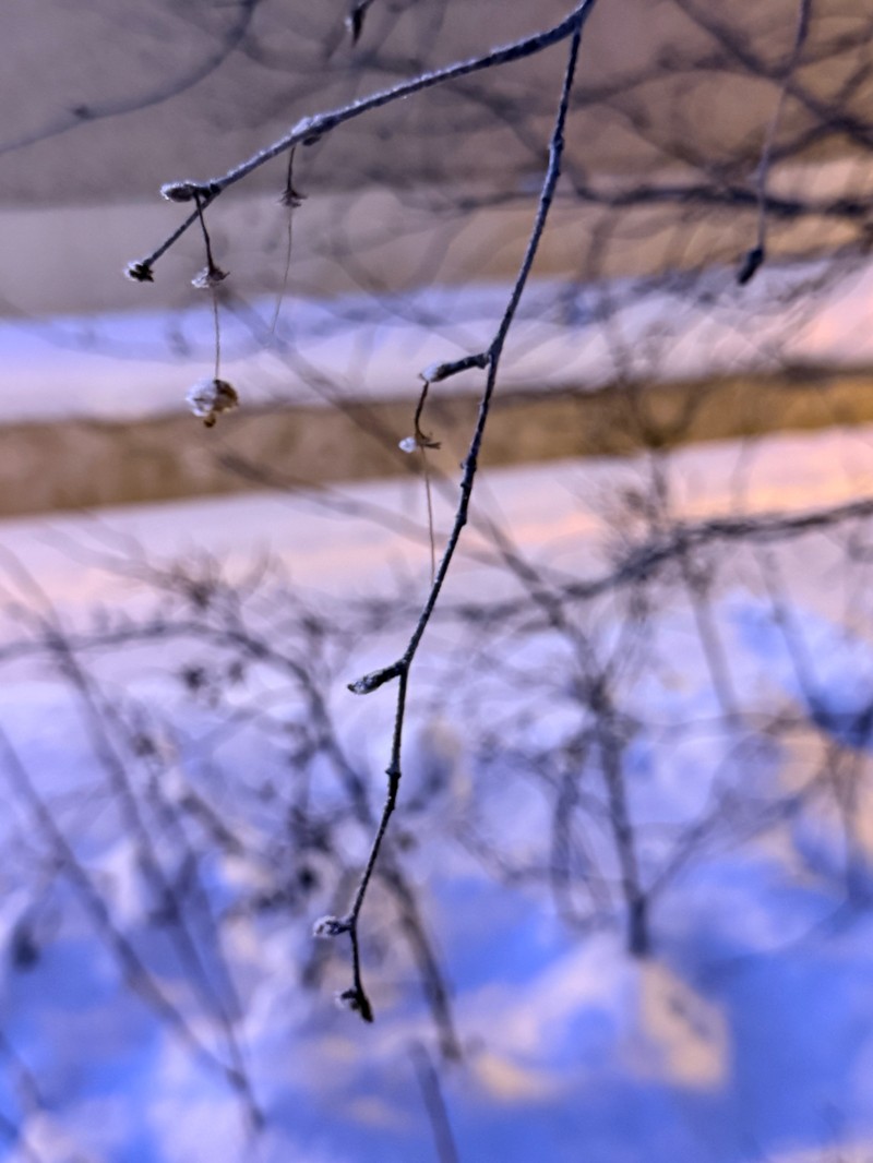 Asian White Birch photo 7