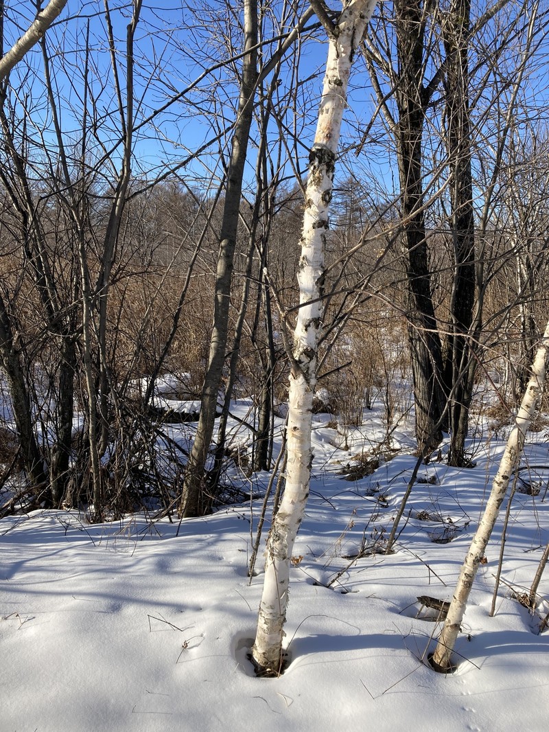 Asian White Birch photo 8