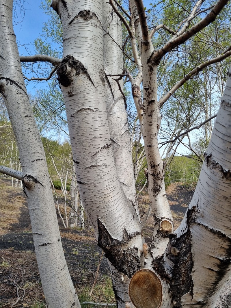 Betula pendula subsp. pendula photo 3