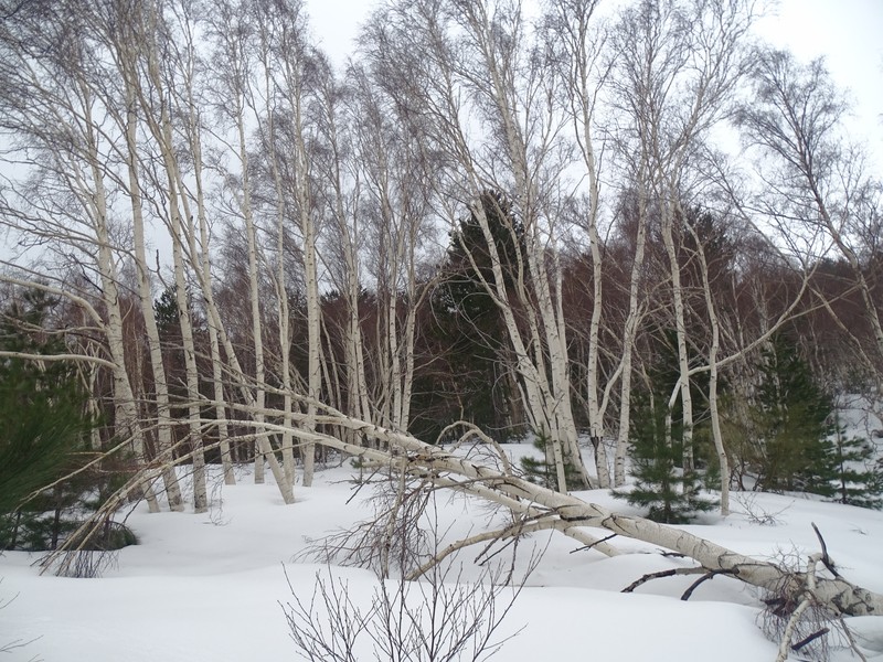 Betula pendula subsp. pendula photo 6