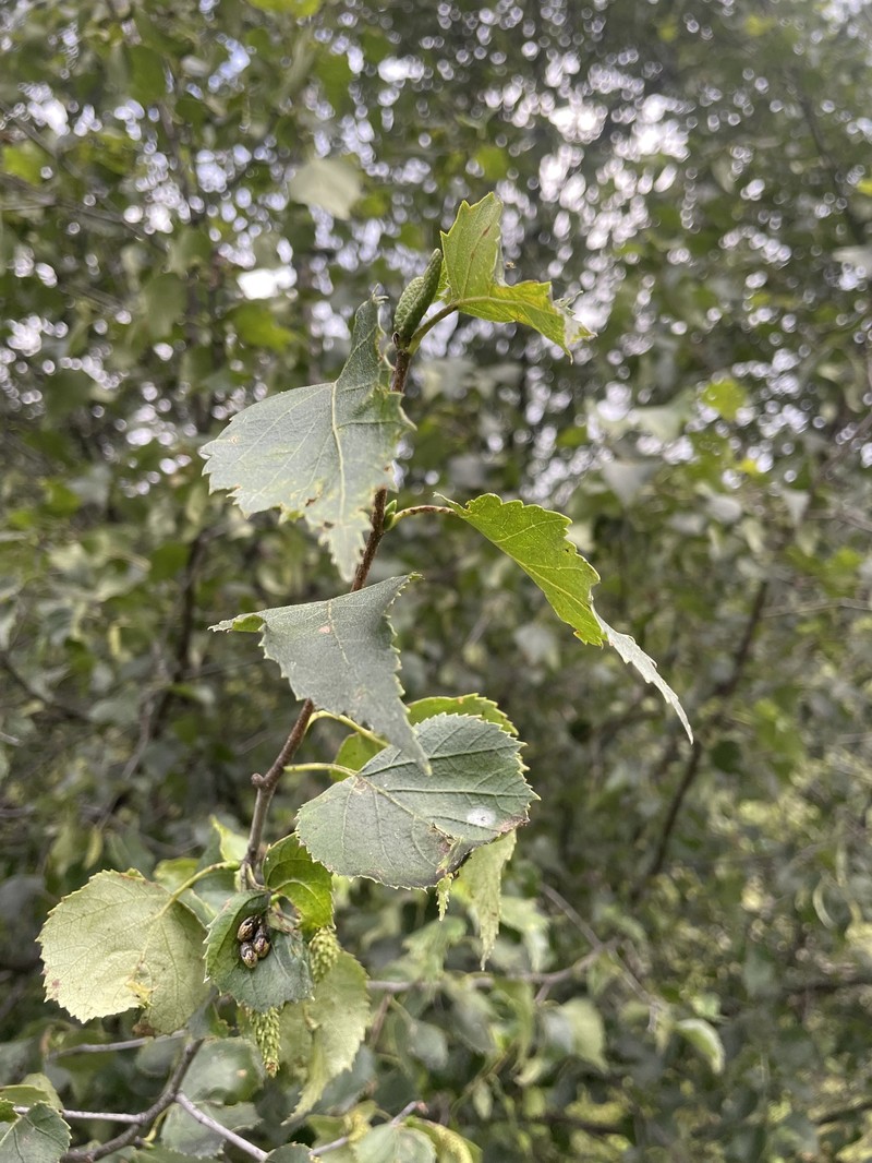 Szechuan White Birch