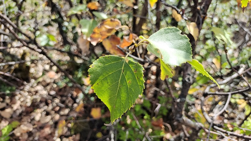 Szechuan White Birch photo 2