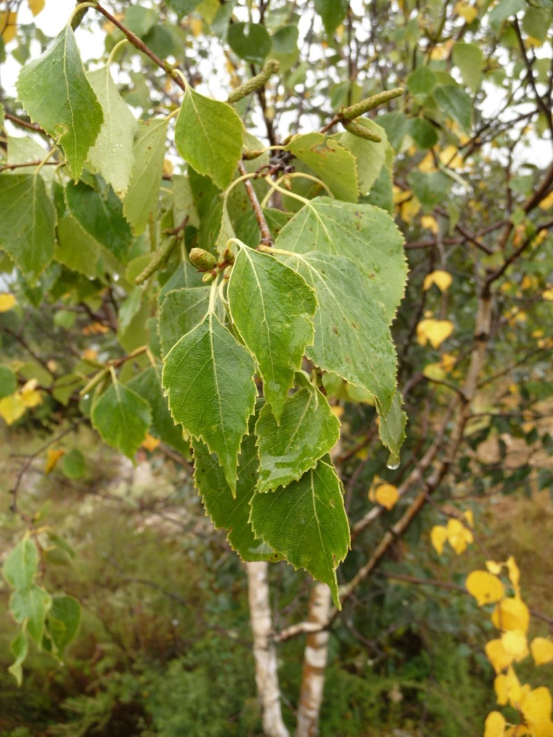 Szechuan White Birch photo 4