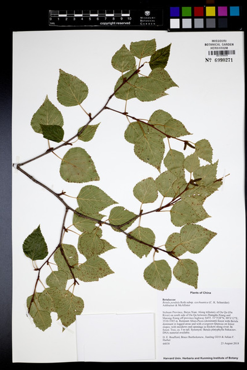 Szechuan White Birch photo 5