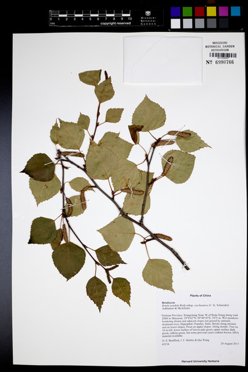 Szechuan White Birch photo 6