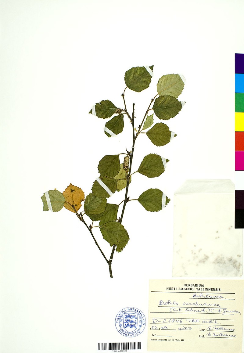 Szechuan White Birch photo 7