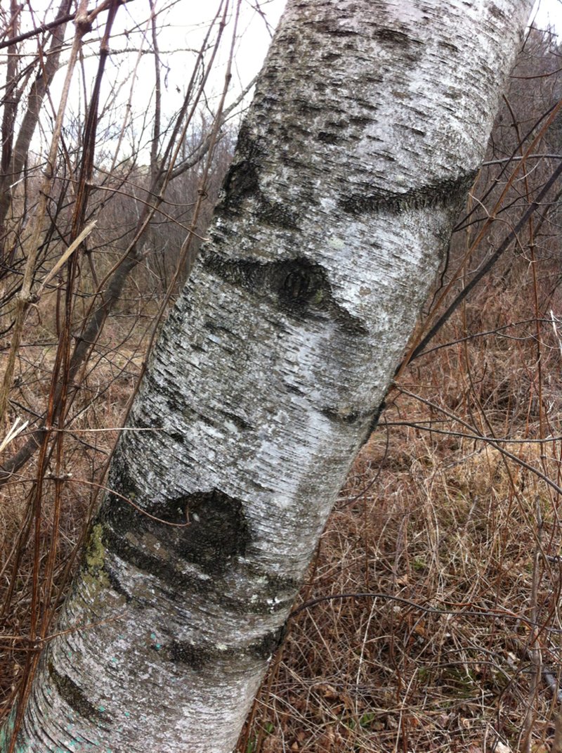 Gray Birch