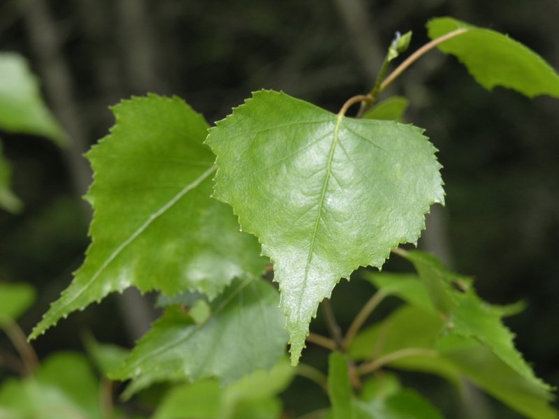 Gray Birch photo 2