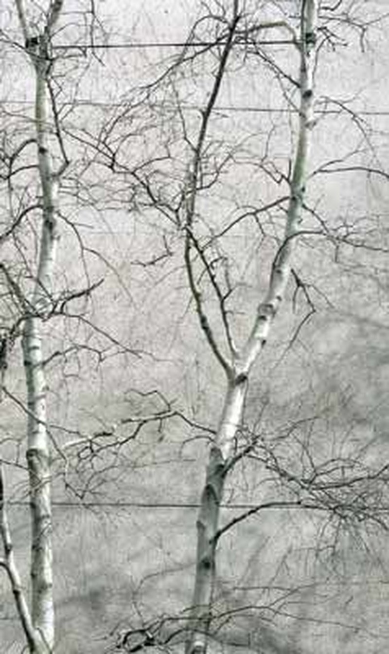 Gray Birch