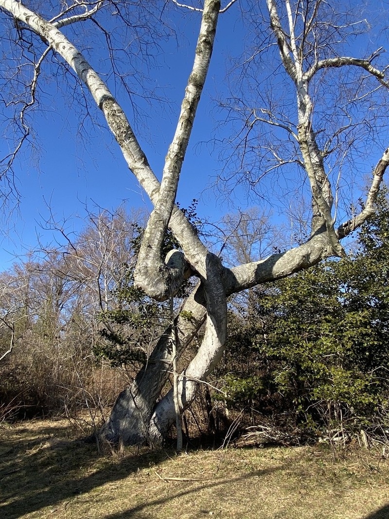 Gray Birch photo 3