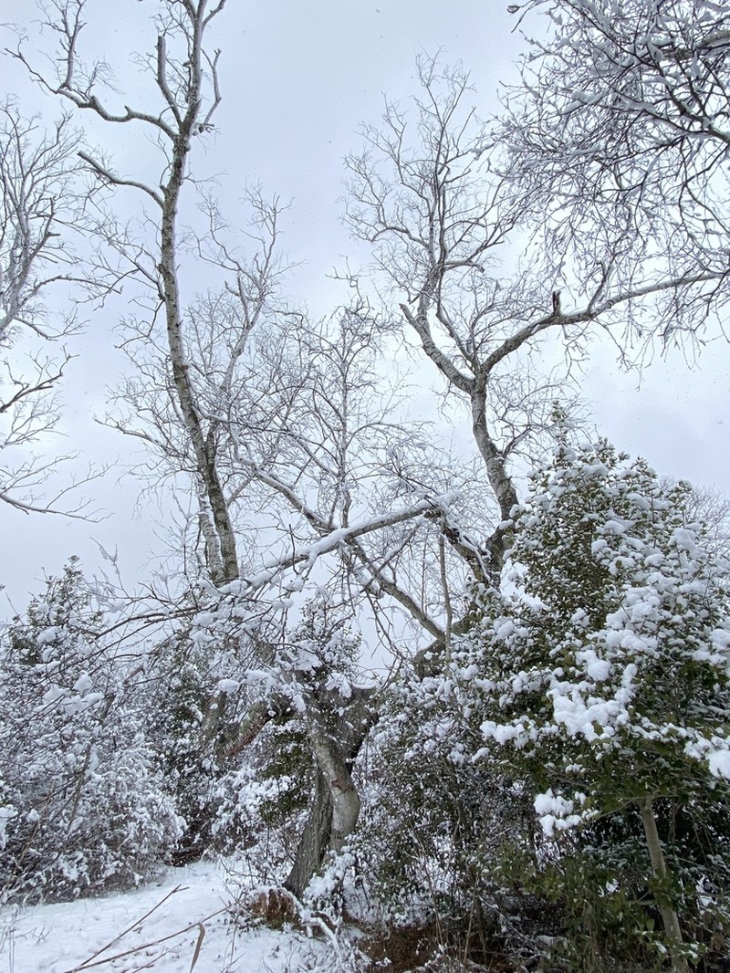 Gray Birch photo 4
