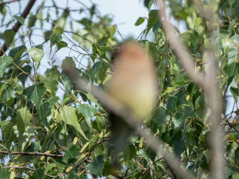 Gray Birch photo 5
