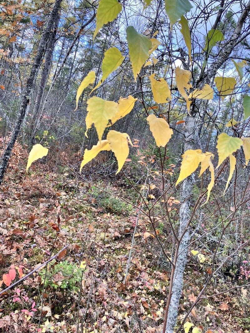 Gray Birch photo 6
