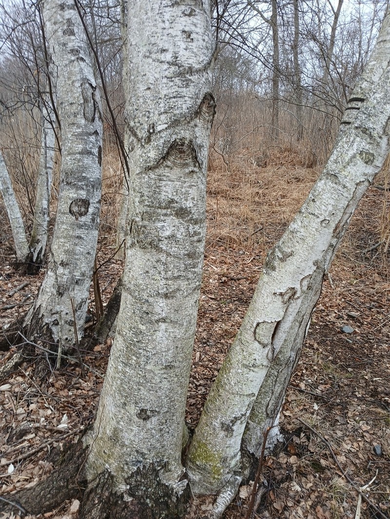 Gray Birch photo 7