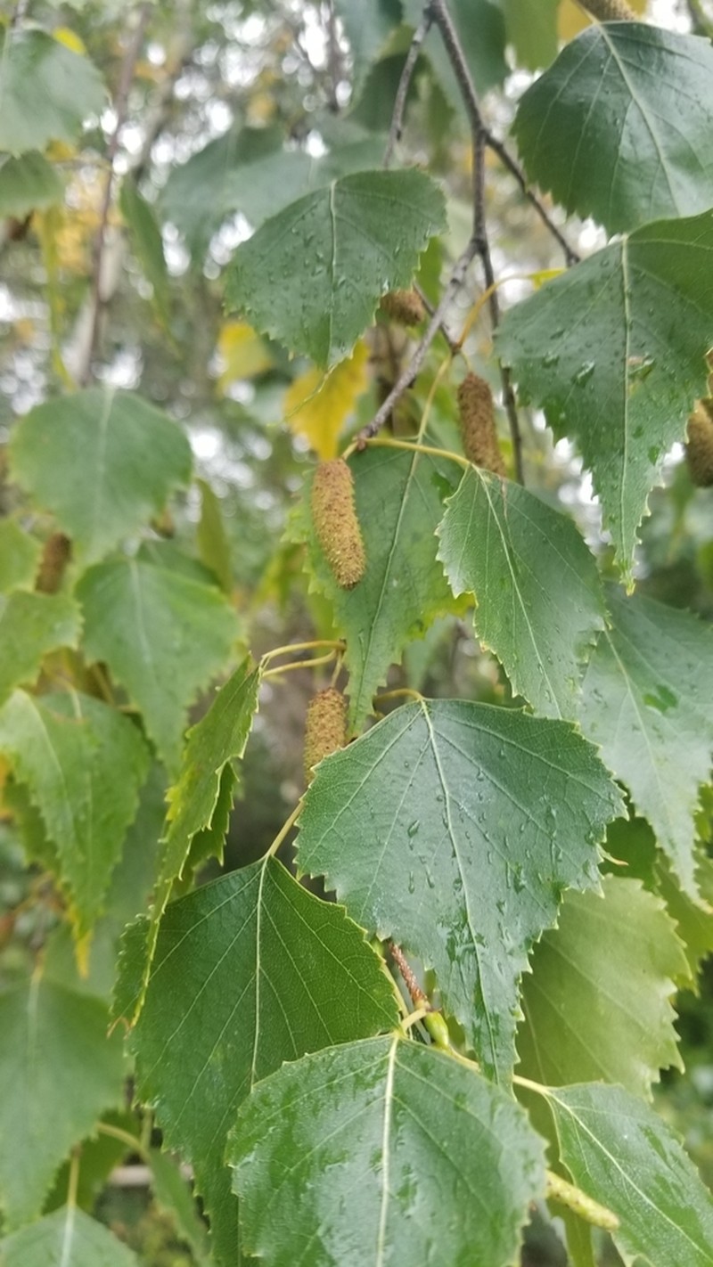 Gray Birch photo 8