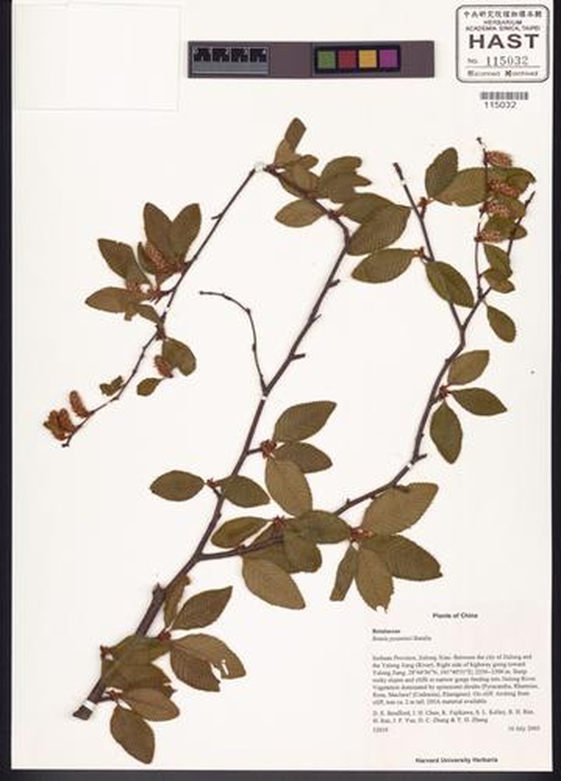 Betula potaninii photo 2