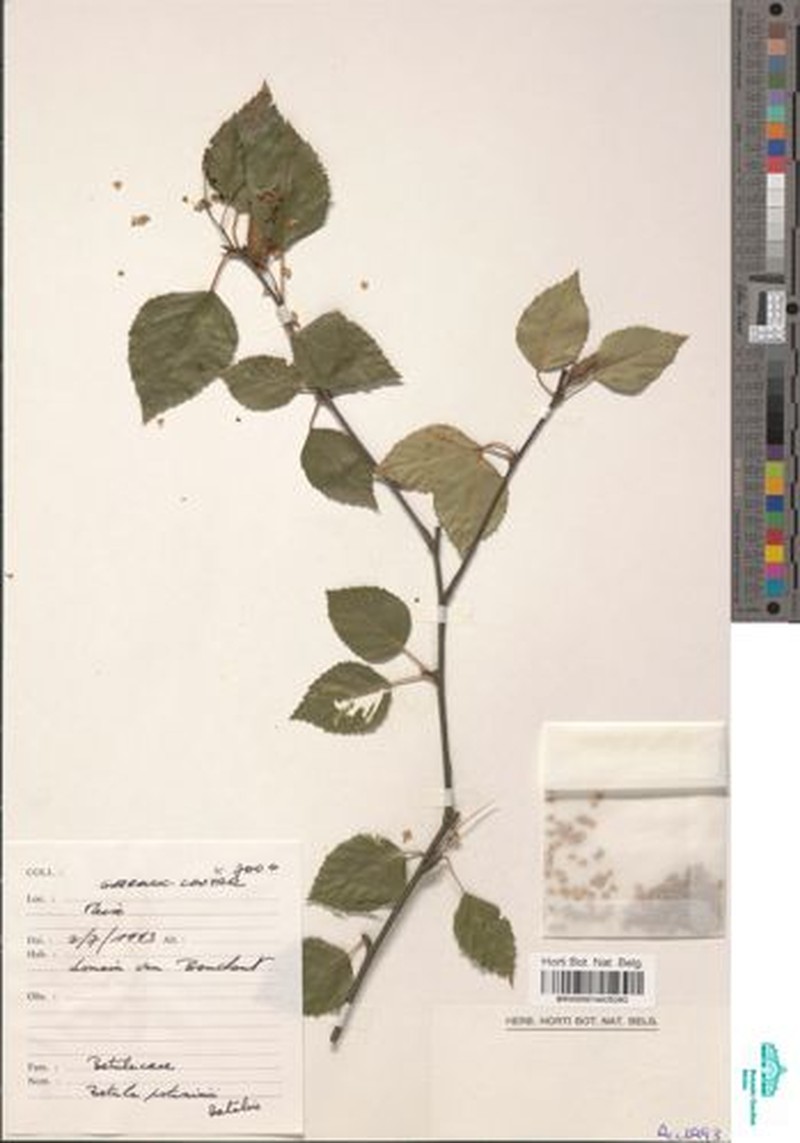 Betula potaninii photo 3