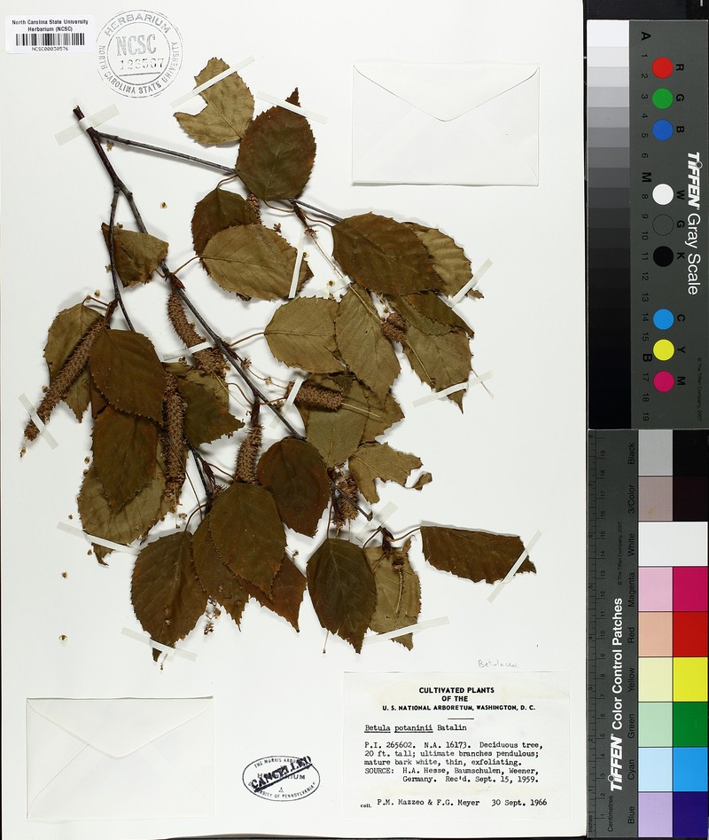 Betula potaninii photo 4