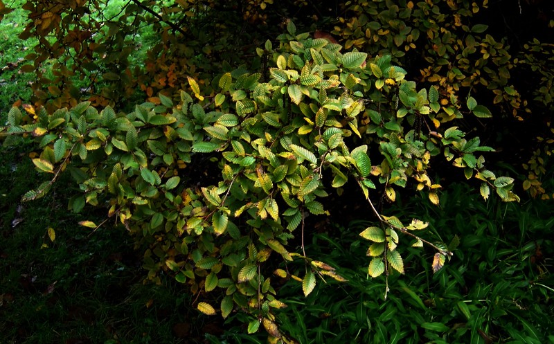 Betula potaninii
