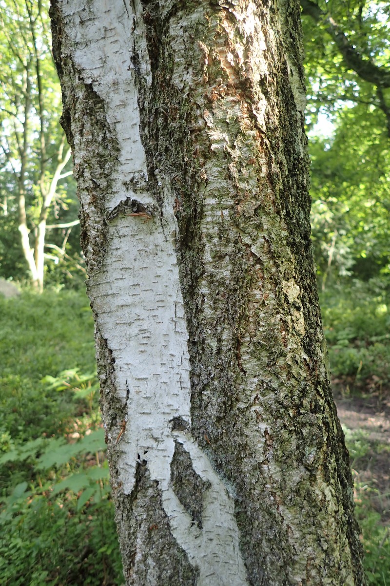 Betula potaninii photo 5