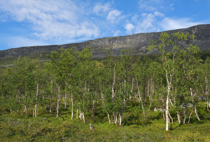 Downy Birch photo 2
