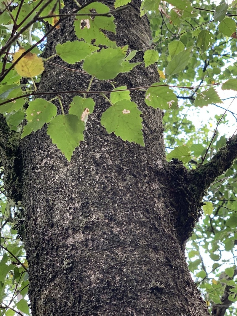 Downy Birch photo 5