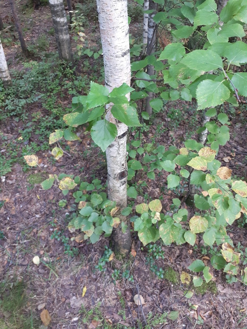 Downy Birch photo 6