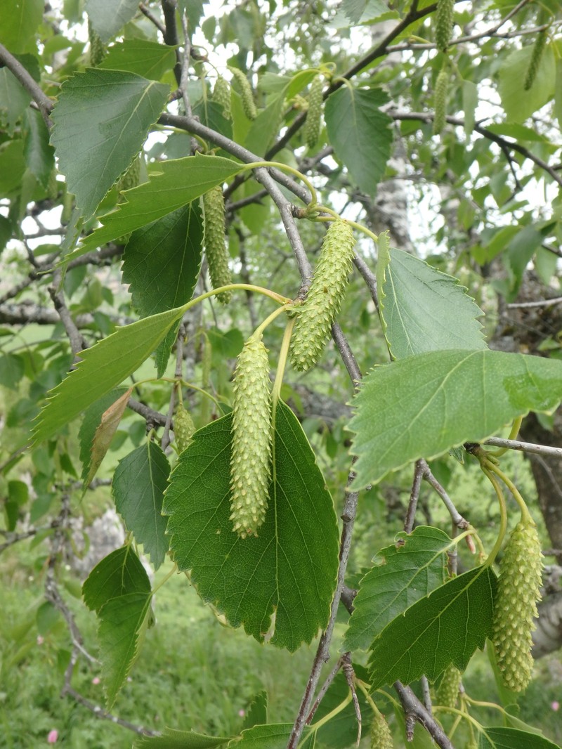Betula pubescens var. litwinowii