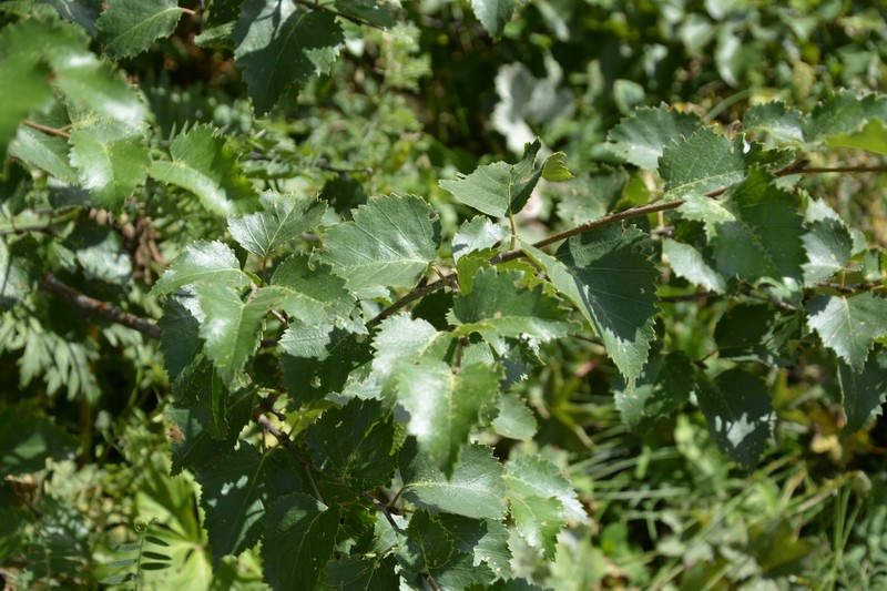 Betula pubescens var. litwinowii photo 2