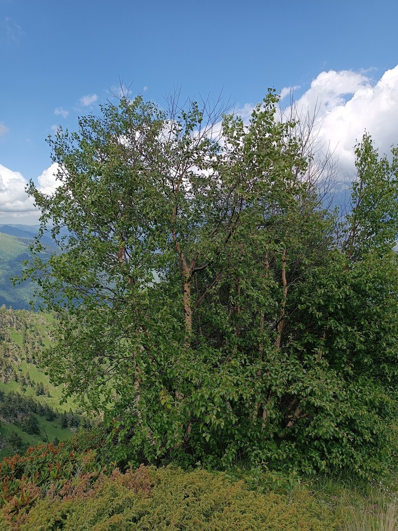 Betula pubescens var. litwinowii photo 3