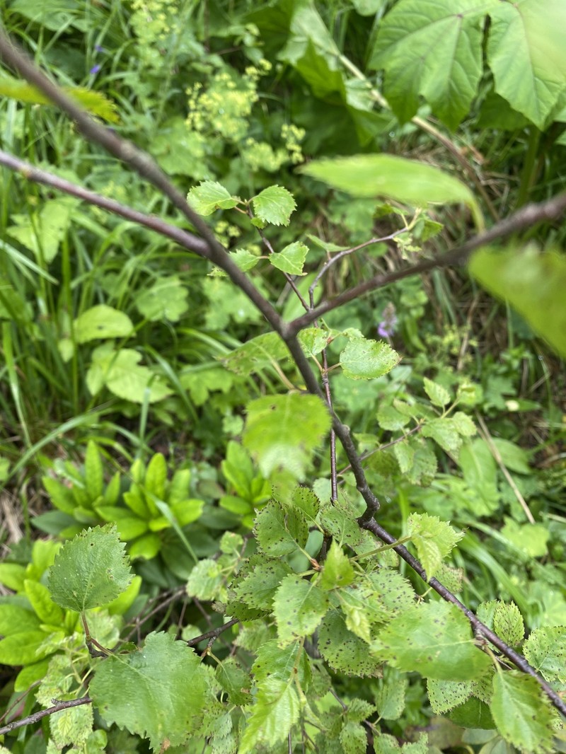 Betula pubescens var. litwinowii photo 4