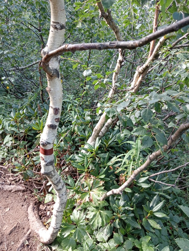 Betula pubescens var. litwinowii photo 5