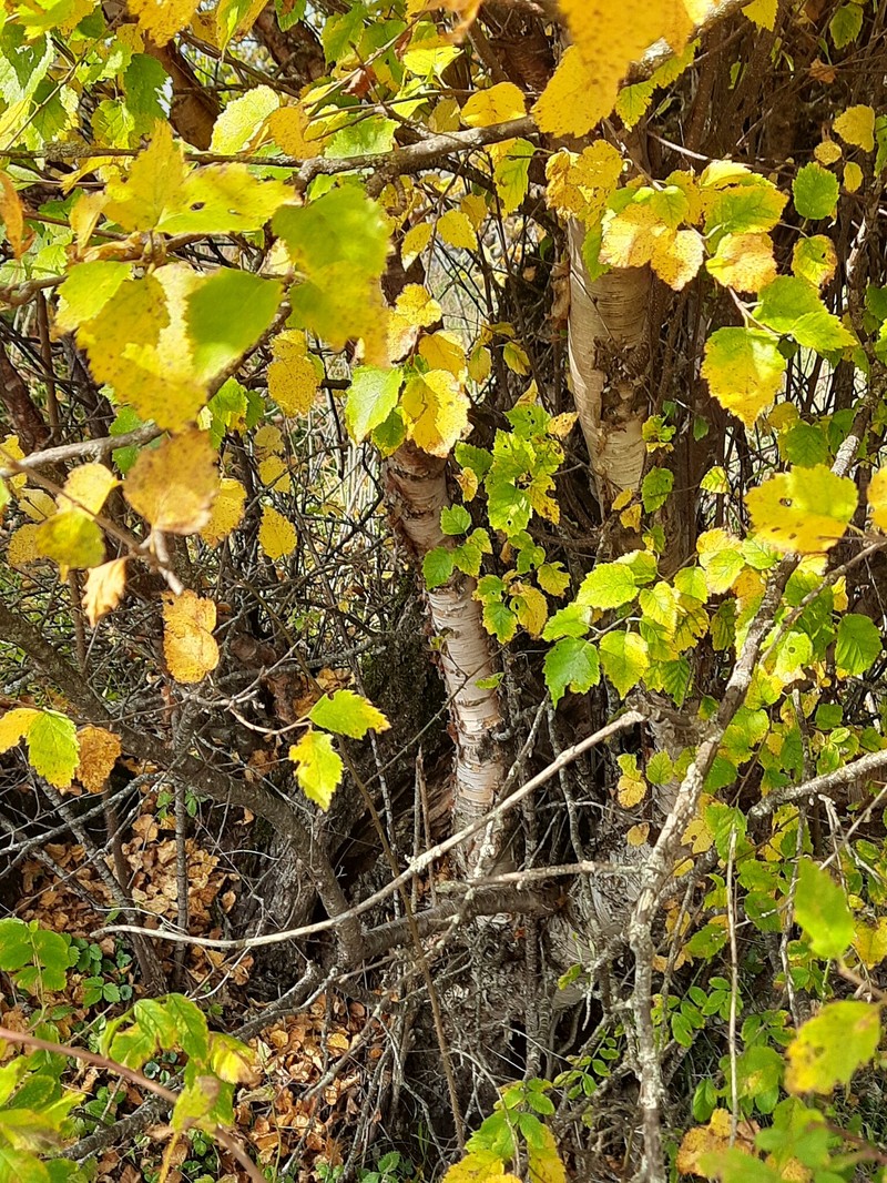Betula pubescens var. litwinowii photo 6
