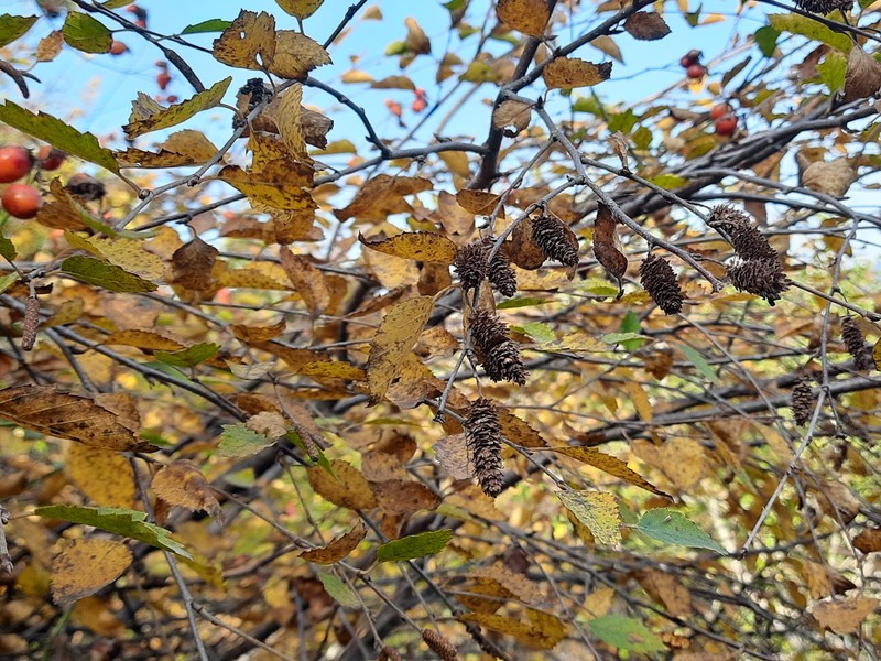 Betula pubescens var. litwinowii photo 7