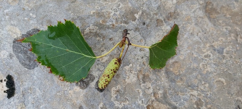 Betula pubescens var. litwinowii photo 8