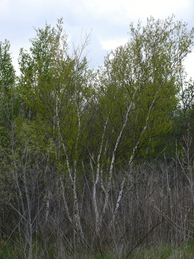 Betula pubescens var. pubescens