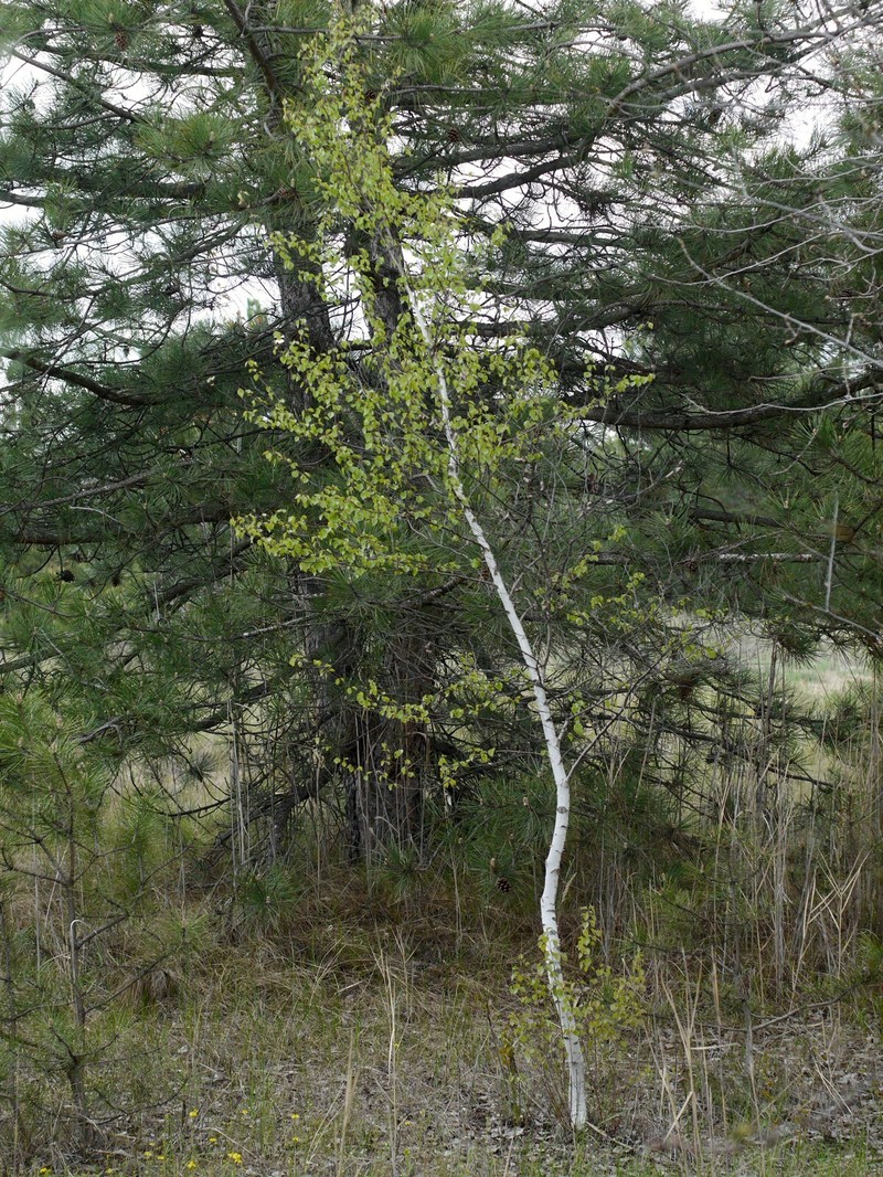 Betula pubescens var. pubescens photo 2