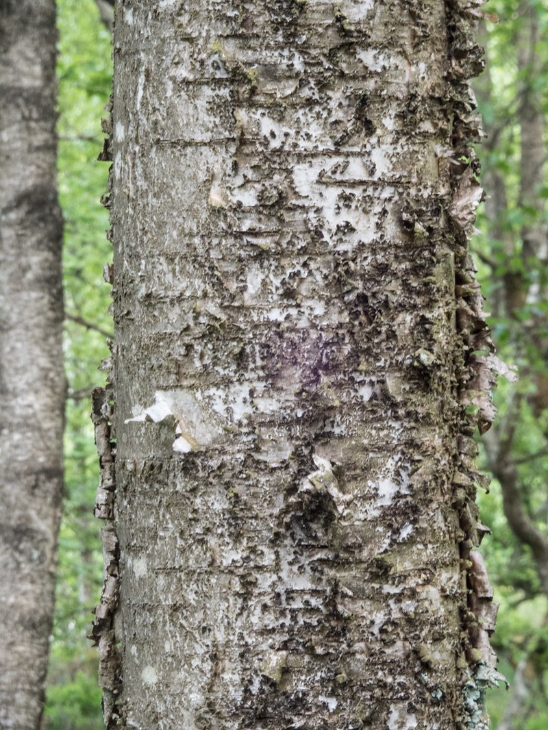 Betula pubescens var. pubescens photo 3