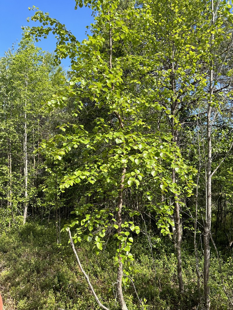 Betula pubescens var. pubescens photo 4