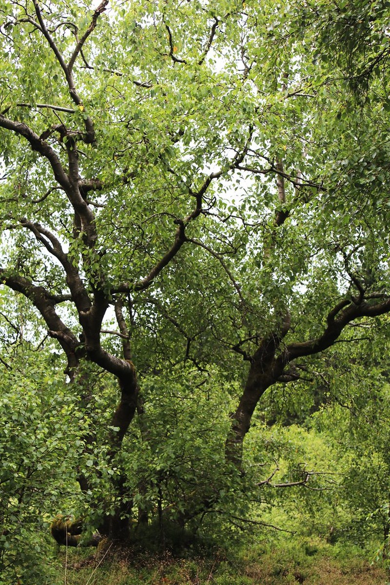 Betula pubescens var. pubescens photo 5