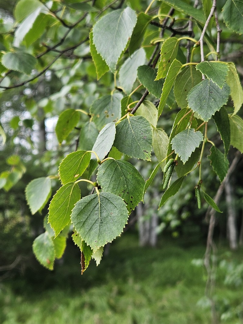 Betula pubescens var. pubescens photo 6