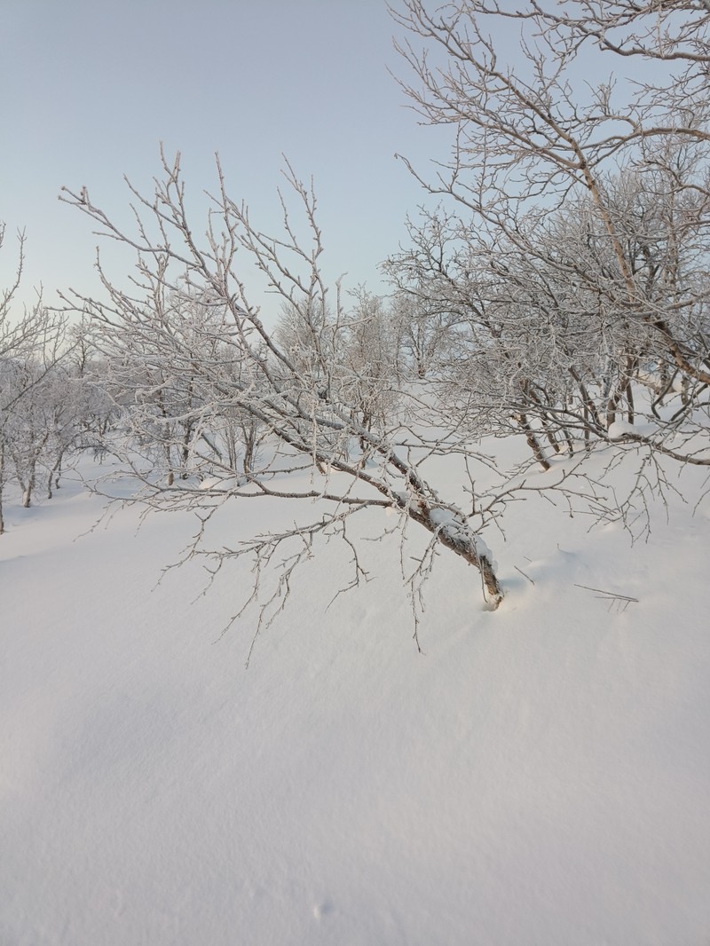 Northern Birch