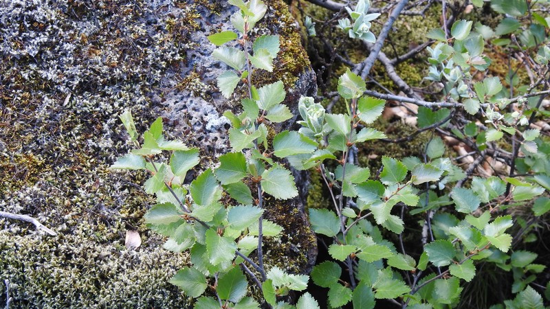 Northern Birch photo 2